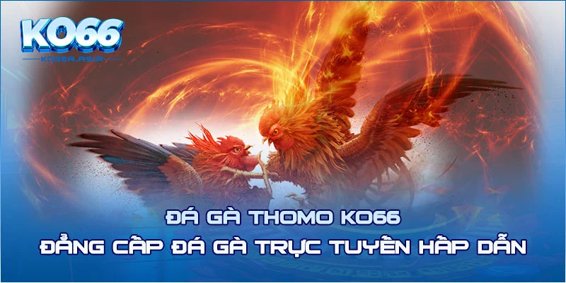 Đá Gà Thomo KO66 - Đẳng Cấp Đá Gà Trực Tuyến Hấp Dẫn