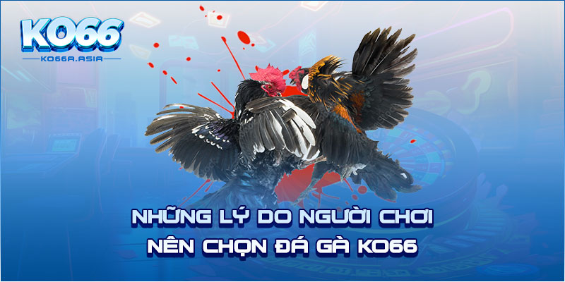 Những lý do người chơi nên chọn đá gà KO66