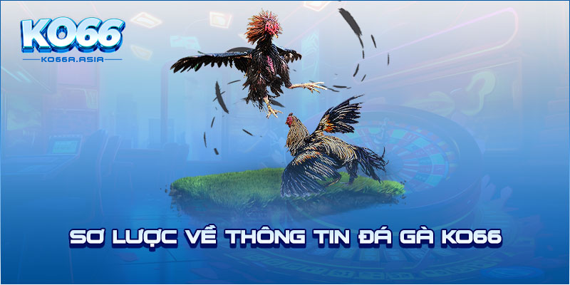 Sơ lược về thông tin đá gà KO66